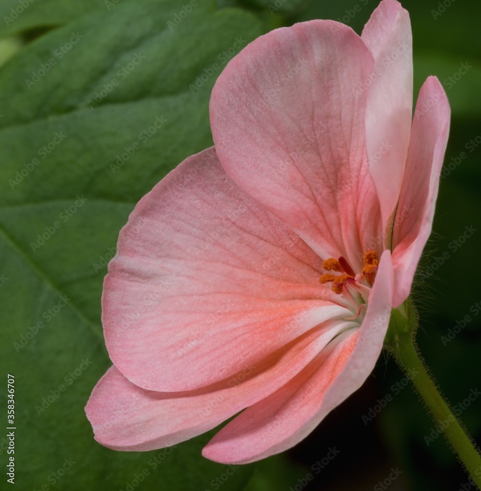 Pink flower of pelargonium, also known as geranium, or storksbill, on the background of the green leaves, slant view, close up