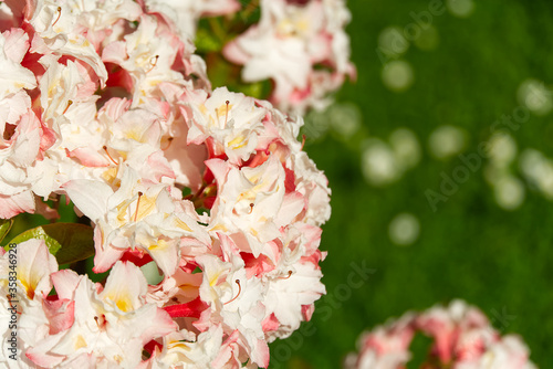 White, soft pink rhododendron flowers in summer park, blurry green leaves, natural organic background. © Ilja