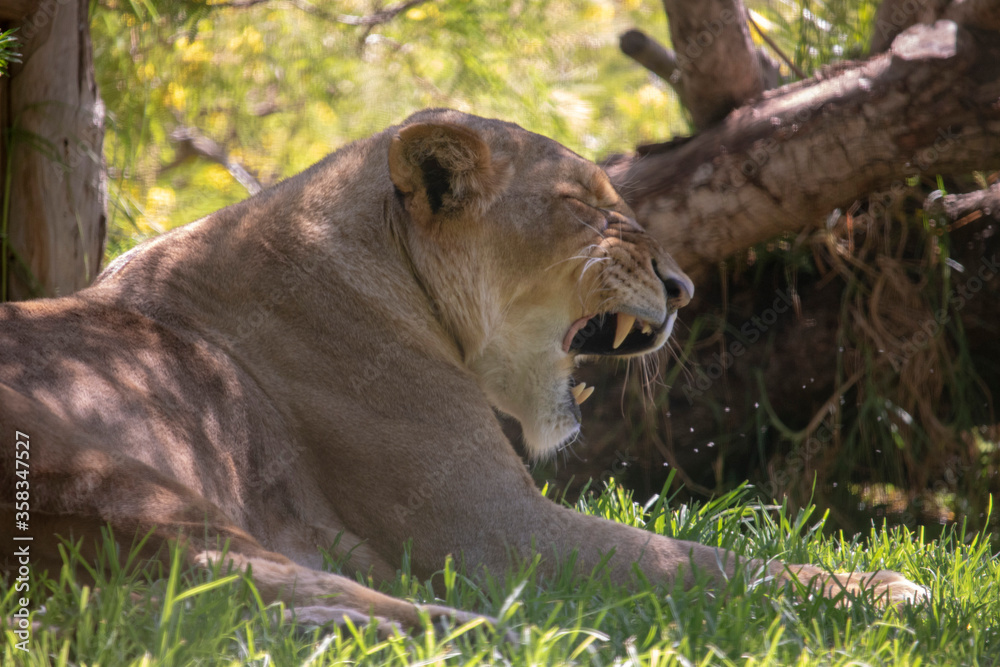 Fototapeta premium Lioness Resting