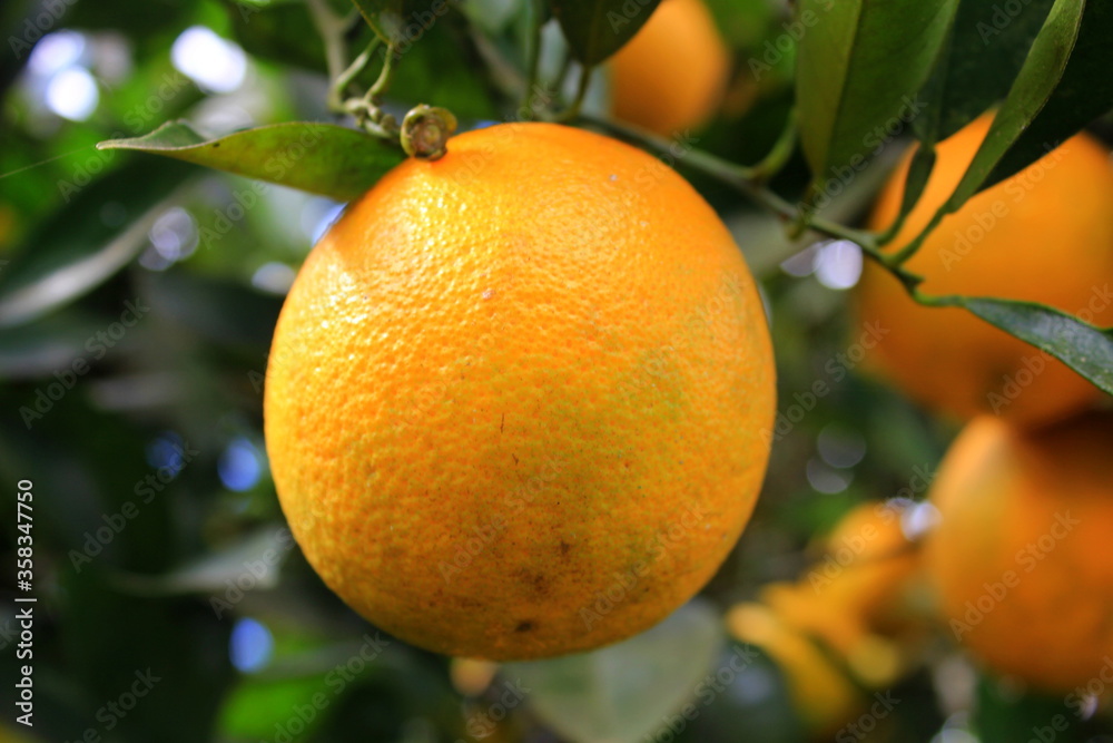 A ripe orange hanging from the branch of the orange tree. In the background more fruits and leaves out of focus.
A ripe orange hanging from the branch of the orange tree. In the background more fruits and leaves out of focus.