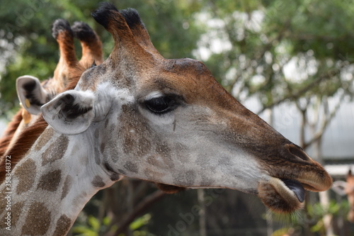 Photography portrait of a giraffe