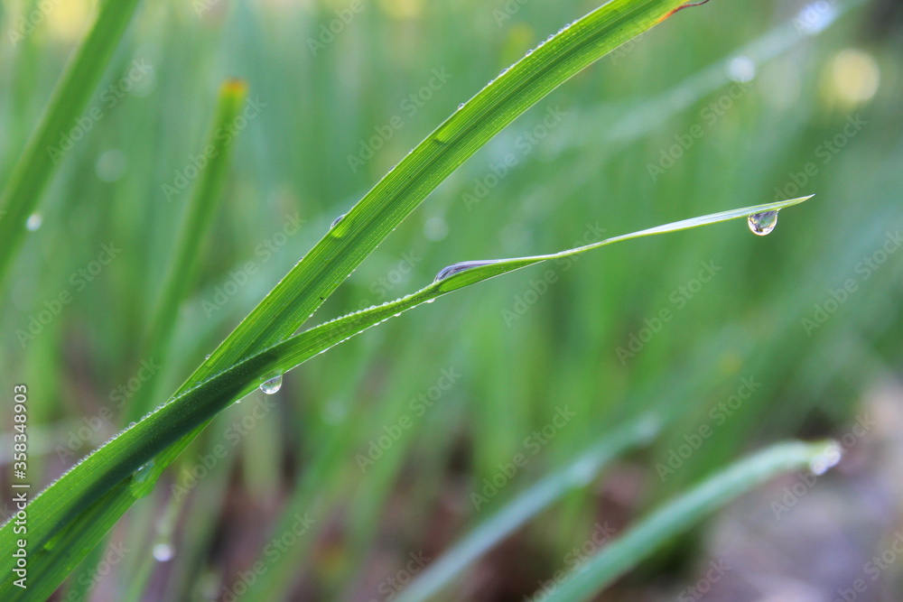 Green grass leaves with droplets hanging against a greenish background. Photographed at dawn with dew drops. Green grass leaves with droplets hanging against a greenish background. Photographed at dawn with dew drops.