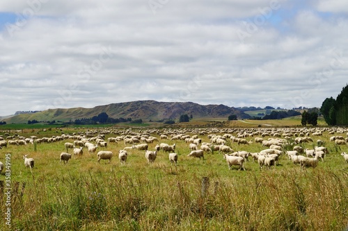 sheep flock on meadow. © JaDeLissen