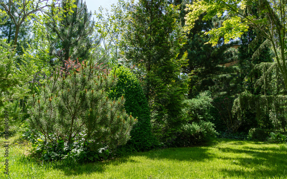 Multicolor landscaped garden with evergreen plants and green grass. Pinus mugo Pumilio and boxwood Buxus sempervirens. Nature concept for design Multicolor landscaped garden with evergreen plants and green grass. Pinus mugo Pumilio and boxwood Buxus sempervirens. Nature concept for design