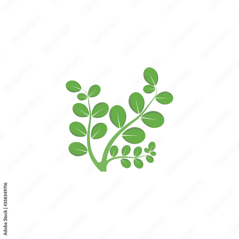 Moringa leaf Logo Template vector Moringa leaf Logo Template vector
