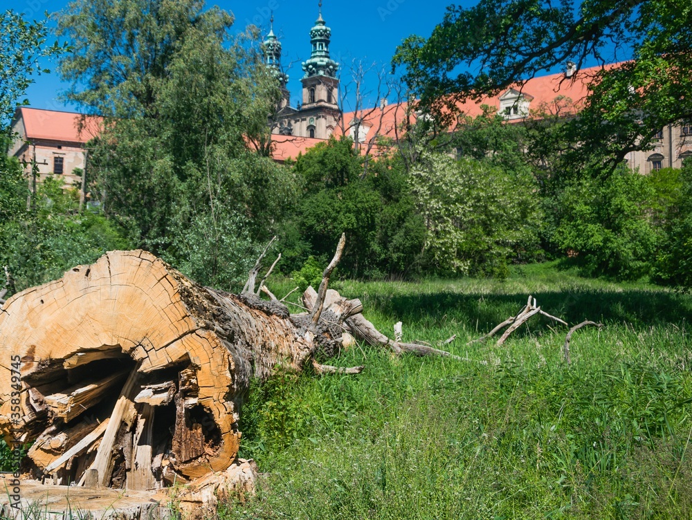 Ścięty dąb opactwo Lubiąż