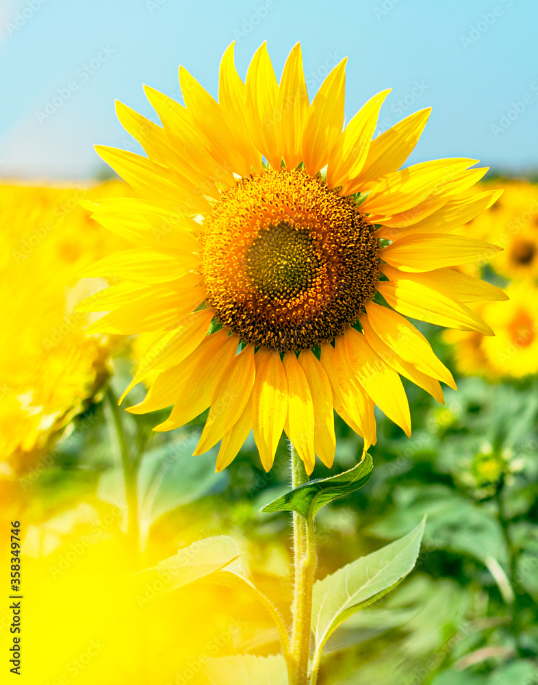Fototapeta premium Sunflower natural background. Beautiful landscape with yellow sunflowers against the blue sky. Sunflower field, agriculture, harvest concept. Sunflower seeds, vegetable oil. Wallpaper with sunflower