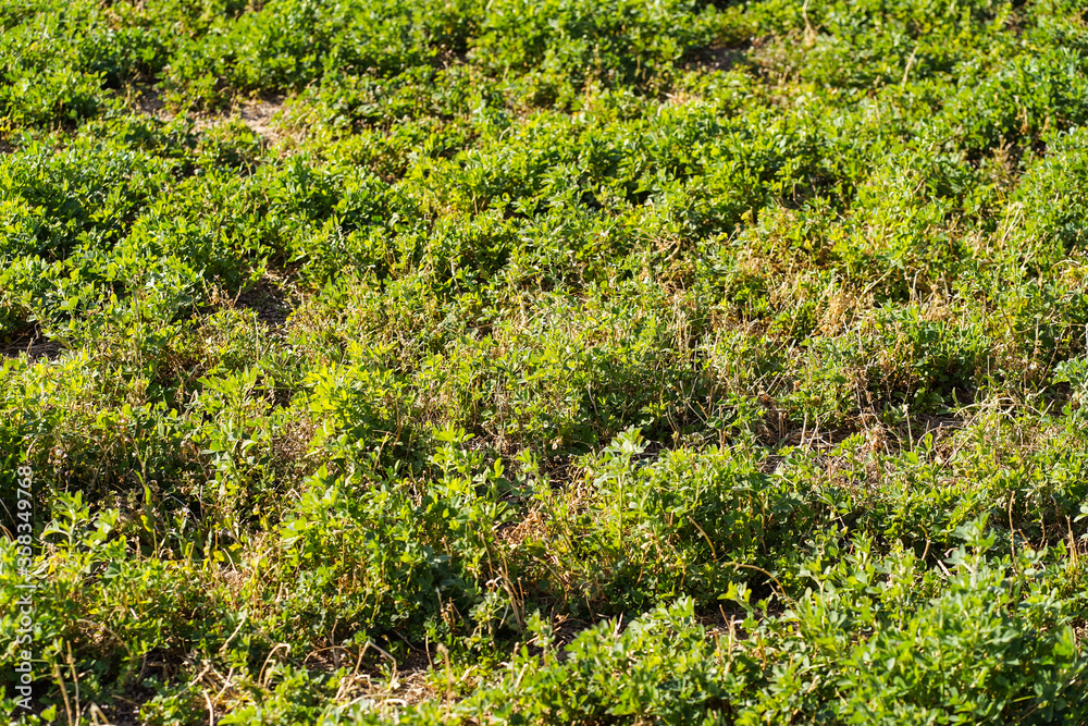 agriculture fields irrigated with groundwater in desert area