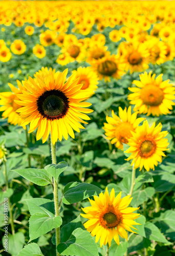 Fototapeta Naklejka Na Ścianę i Meble -  Sunflower natural background. Beautiful landscape with yellow sunflowers against the blue sky. Sunflower field, agriculture, harvest concept. Sunflower seeds, vegetable oil. Wallpaper with sunflower