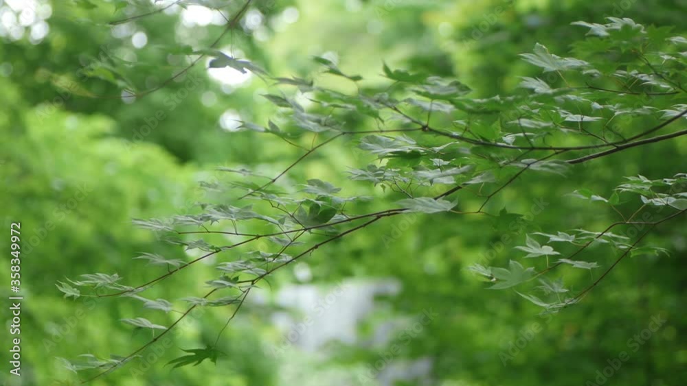 初夏の滝 初夏の滝