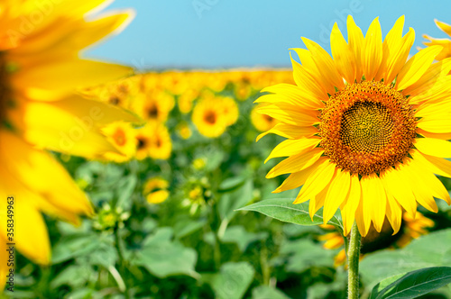 Sunflower natural background. Beautiful landscape with yellow sunflowers against the blue sky. Sunflower field  agriculture  harvest concept. Sunflower seeds  vegetable oil. Wallpaper with sunflower