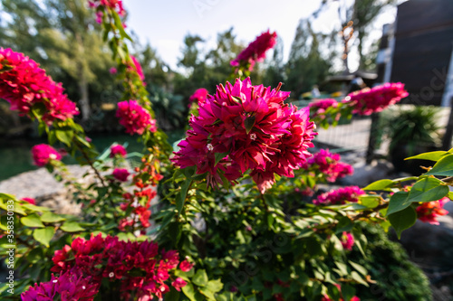 pink flowers in the garden