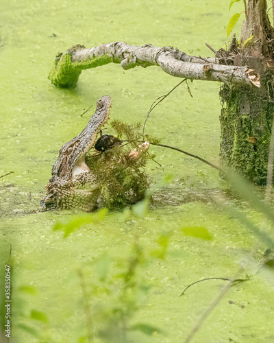 Fényképezés An alligator repositions a crawdad in its mouth.