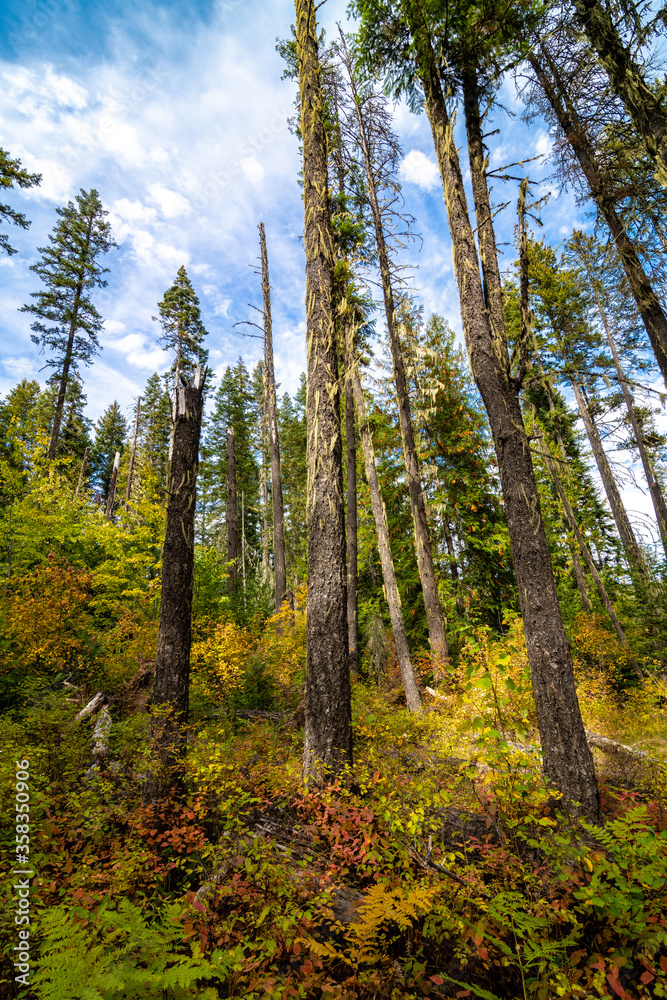 Idaho Forest in Fall Idaho Forest in Fall