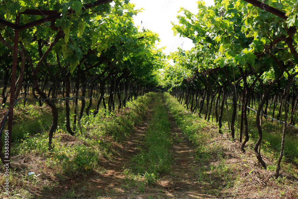 the beauty of grape farm in maharashtra