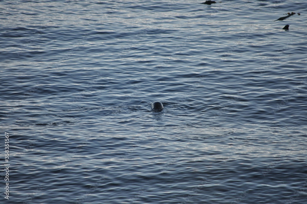 Fototapeta premium Canada6172020