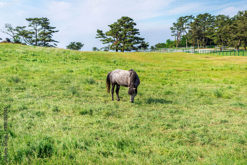 Horses eating grass in the meadow on jeju island. Horses eating grass in the meadow on jeju island.