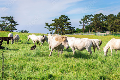 Horses eating grass in the meadow on jeju island. © sosconcan