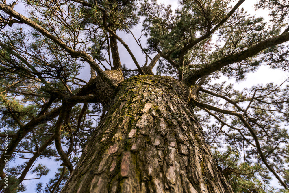 Obraz premium Trunk of a pine tree