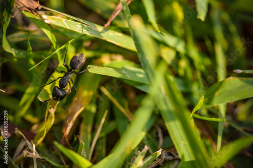 地面を歩く蟻をマクロレンズで撮影して、非常に明瞭に蟻を写した様子