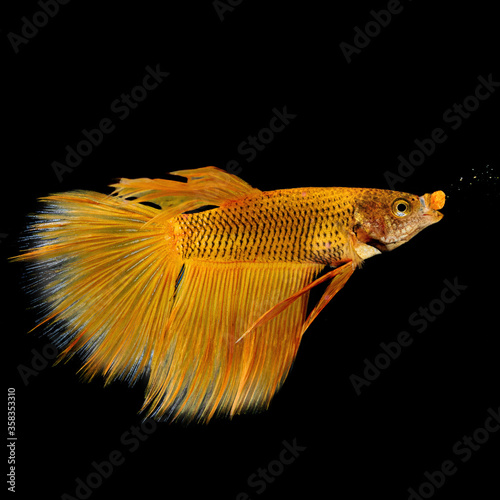 Gold yellow betta fish eating closeup macro isolated on black background