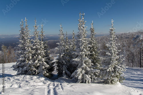 Winter wonderland landscape with snowy coniferous forest. Christmas background. Picturesque gorgeous wintry scene. Mountain winter forest. Christmas background with snowy fir trees.