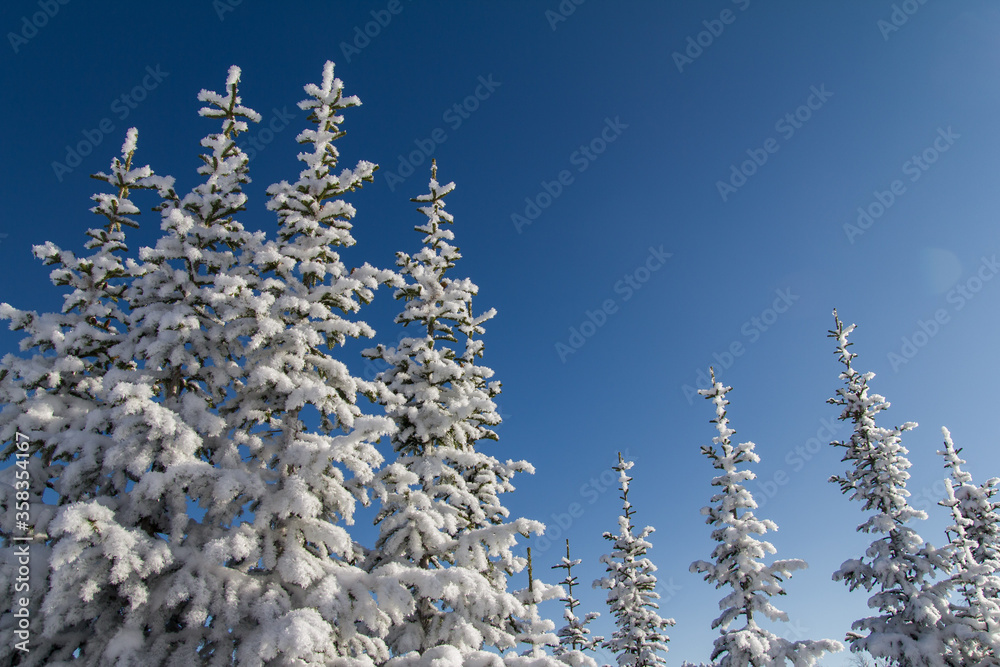 Beautiful christmas background of snowy winter landscape with snow covered fir trees. The branch of a Christmas tree in the snow.