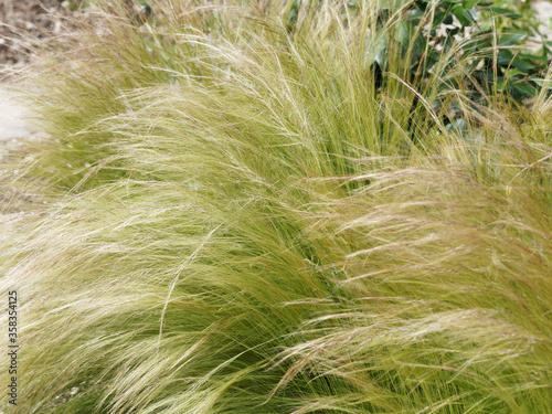 Stipa tenuifolia | Stipe cheveux d'ange ou jarava plumeux au feuillage décoratif soyeux, doré et arqué se mouvant comme une cascade aux moindres soufles de vent ou embruns photo