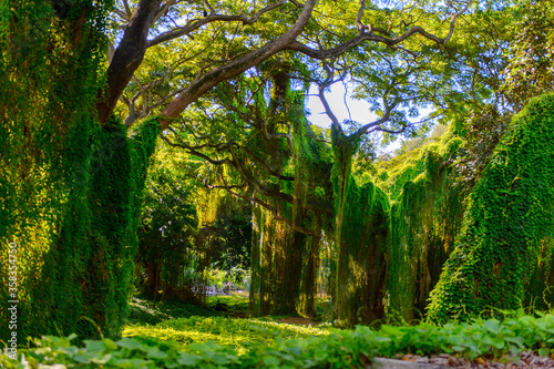 Fototapeta Naklejka Na Ścianę i Meble -  Beautiful nature of the Metropolitan forest park, Havana, Cuba