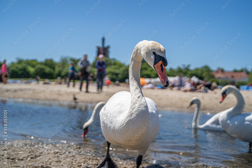 Swans on a sunny day by the sea Swans on a sunny day by the sea
