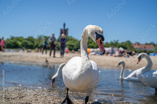 Swans on a sunny day by the sea