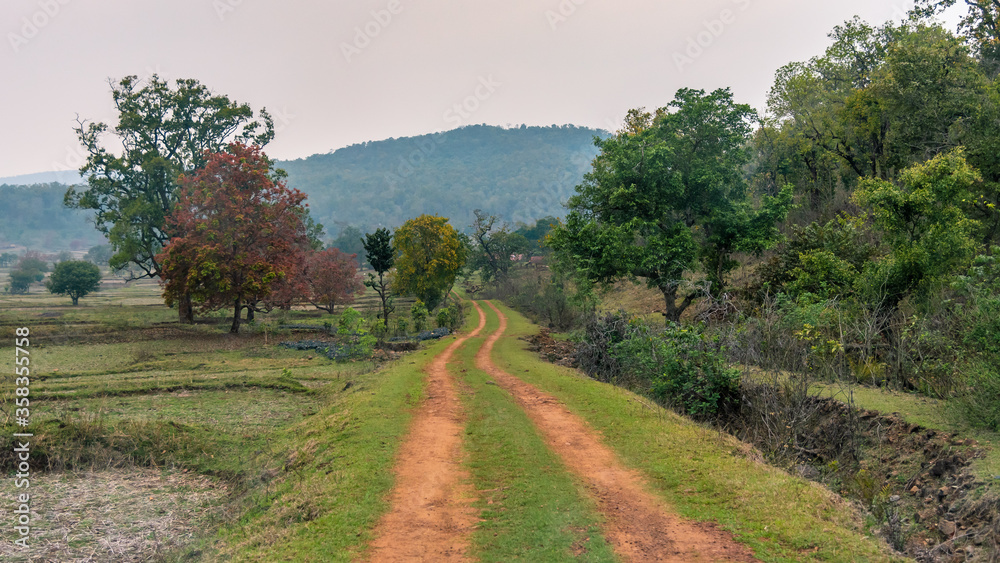 Fototapeta premium Dense forest with unpaved road into Similipal Forest at Orissa.
