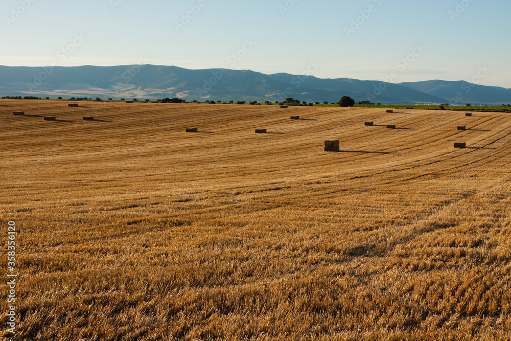 Agricultural landscape at sunset. Hay hills