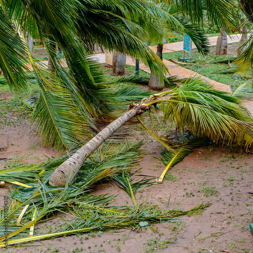 Broken and fallen palm trees after the passing of Hurricane Irma in Varadero  Cuba