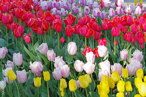 multicolored tulips on flowerbed photo