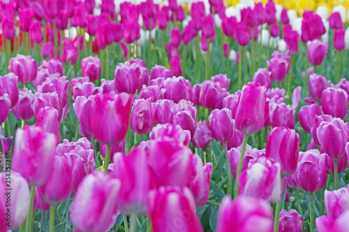 purple tulips on flowerbed