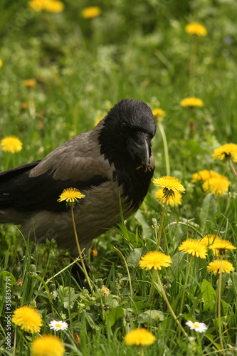 House Crow  Urban Bird In Flight  and on the field picking bugs in flowers and sitting on an electrical pole