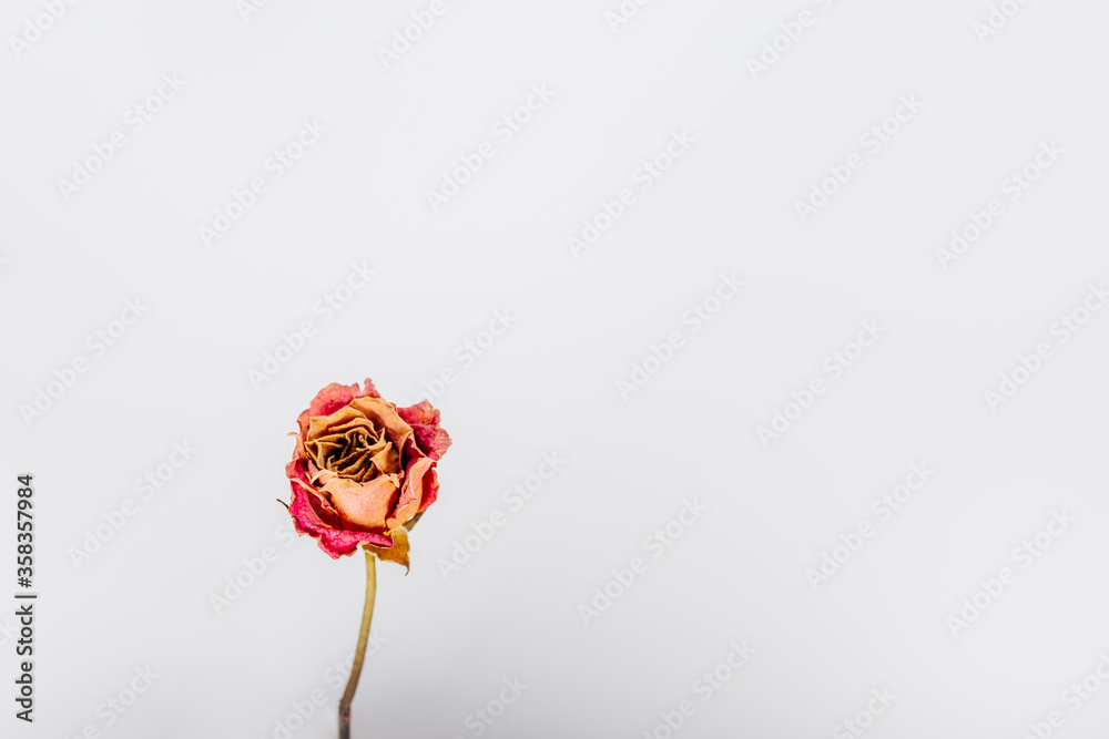 Obraz premium rose flower isolated white background