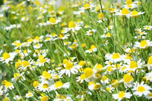 Bright colorful ripe white medicinal daisies growing on a piece of land and lit by the summer sun. © Daria Katiukha