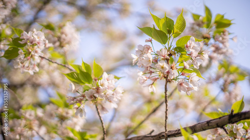 日本の東京にある中目黒の川沿いに咲く桜と新芽