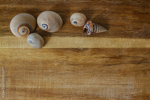 background summer shells isolated wood