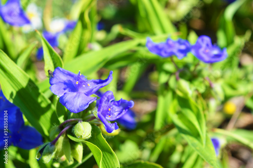 Blue lovely flowers of the tradinscence growing on the street and lit by the bright summer sun, tradescantia.