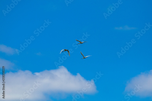 Eurasian spoonbill in the skies with beautiful flight