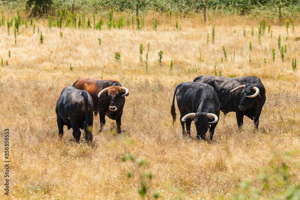 Portuguese wild bull herd in the prairie Portuguese wild bull herd in the prairie