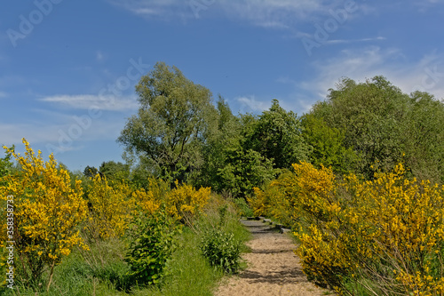 Fototapeta Naklejka Na Ścianę i Meble -  hiking trail through a lush green meadow with scotch broom shrubs and forest in Bourgoyen nature reserve, Ghent