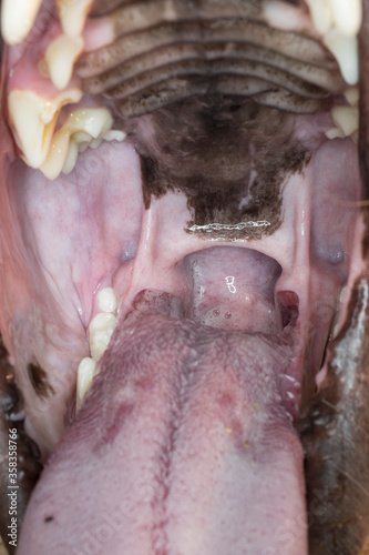 Obraz na plátne View into the mouth of a dog with focus on the throat and soft palate (palatum m