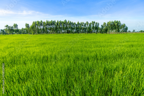 Green rice paddy fields and blue sky