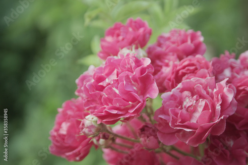 close up of pink roses © daniel0