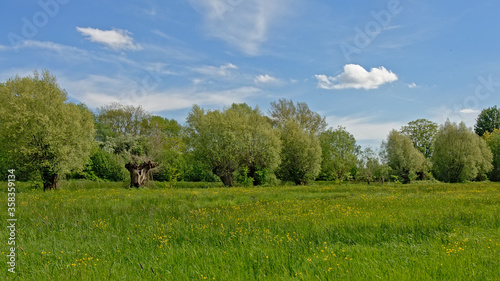 Lush green sprin landscape with meadow and trees in Bourgoyen nature reserve, Ghent, Flanders, Belium