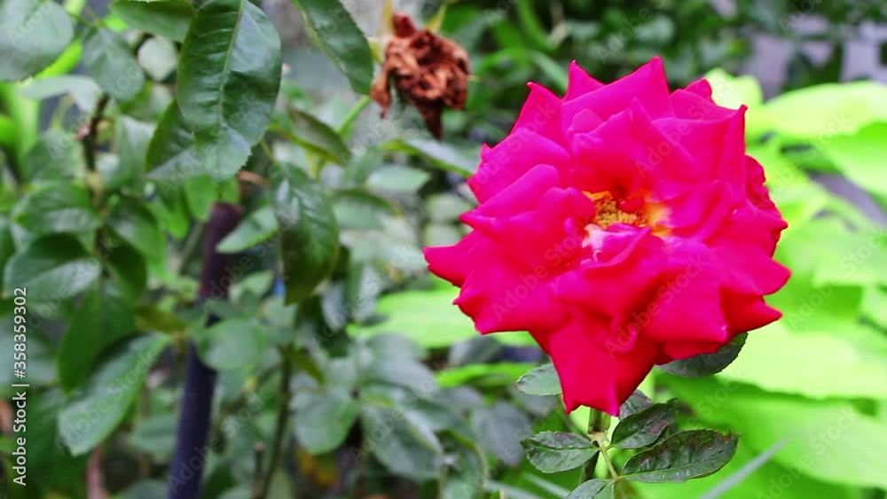 beautiful red rose in garden farm with green leave background beautiful red rose in garden farm with green leave background